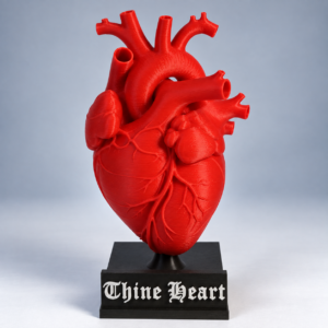 Anatomical Heart Sculpture on Display Anatomical Heart Sculpture on Display